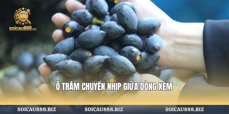 Ô trám chuyển nhịp giữa dòng xem