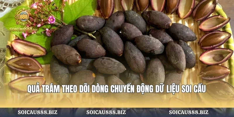 Quả Trám Theo Dõi Dòng Chuyển Động
